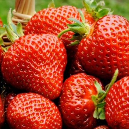 Arbusti - Căpșuni Albion