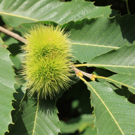 Castan (Castanea sativa) (Ghiveci) [2]