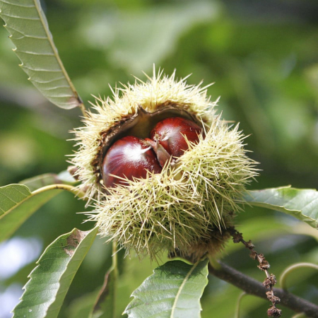 Castan - Castan (Castanea sativa) (Ghiveci)