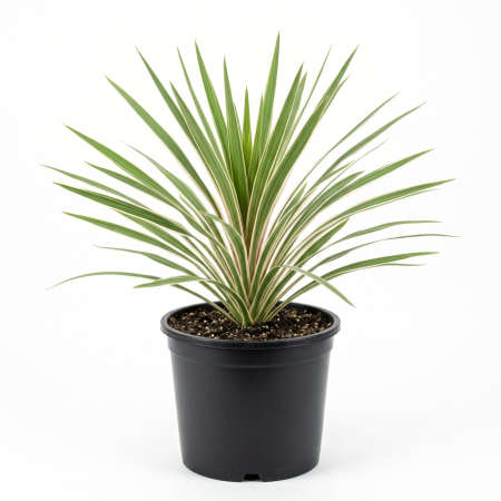 Plante Ornamentale - Cordyline Torbay Dazzler (Palmier de grădină) 45-60 cm - la Ghiveci