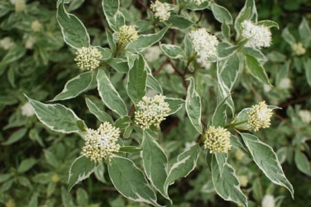 Plante Ornamentale - Cornus alba ‘Elegantissima’ - Corn roșu ‘Elegantissima’