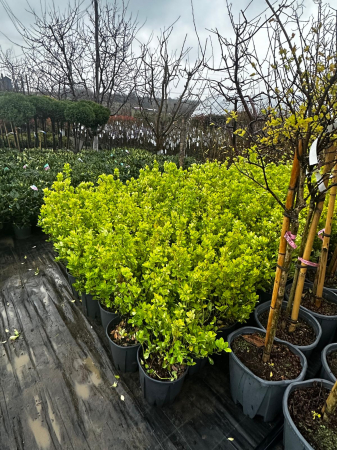 Euonymus Japonicus Aureopictus [1]