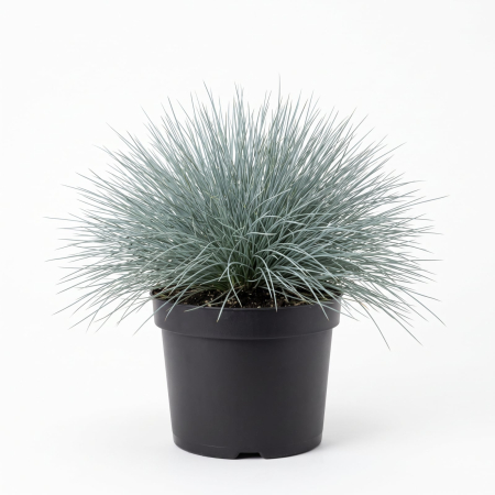 Plante Ornamentale - Festuca glauca (Păiuș albastru-argintiu) 20-30 cm - la Ghiveci