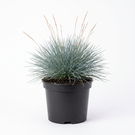 Plante Ornamentale - Festuca glauca Sunrise (Păiuș albastru) 15-25 cm - la Ghiveci