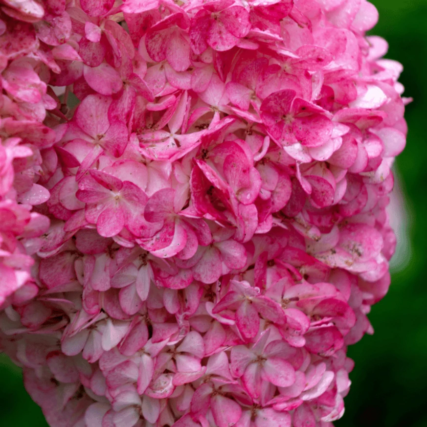 Arbusti cu Flori - Hydrangea paniculata ‘Fraise Melba’ - Hortensia paniculată ‘Fraise Melba’