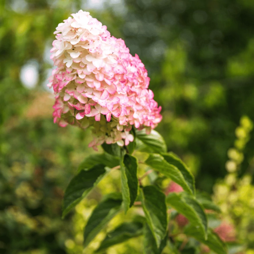 Hydrangea paniculata ‘Fraise Melba’ - Hortensia paniculată ‘Fraise Melba’ [1]