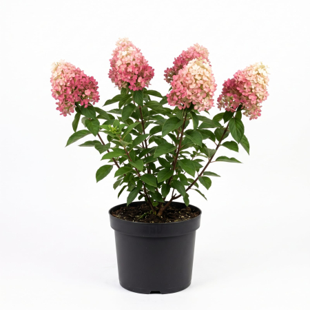 Plante Ornamentale - Hydrangea paniculata 'Living Raspberry Pink' - Hortensia paniculată 40 - 60 cm