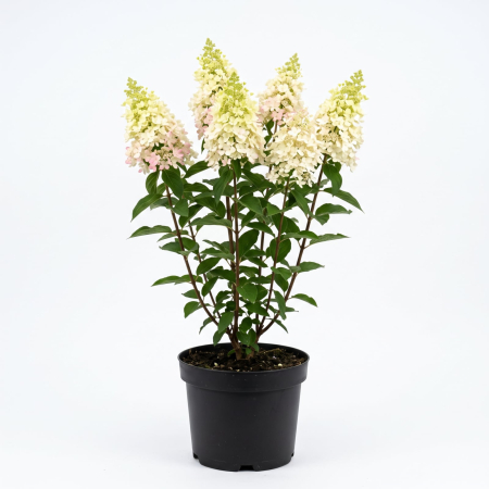 Plante Ornamentale - Hydrangea paniculata 'Magical Candle' - Hortensia paniculată 60 - 80 cm