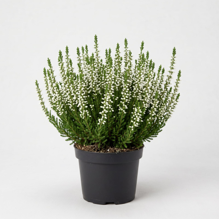 Plante Ornamentale - Iarbă Neagră Albă (Calluna vulgaris) 15-20 cm - la Ghiveci