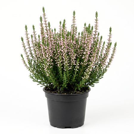 Plante Ornamentale - Iarbă Neagră Roz Deschis (Calluna vulgaris) 15-20 cm - la Ghiveci