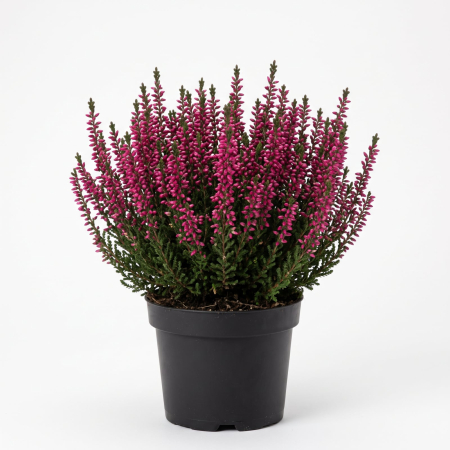 Plante Ornamentale - Iarbă Neagră Roz Închis (Calluna vulgaris) 15-20 cm - la Ghiveci