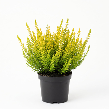 Plante Ornamentale - Iarbă Neagră Verde-Galben (Calluna vulgaris) 15-20 cm - la Ghiveci