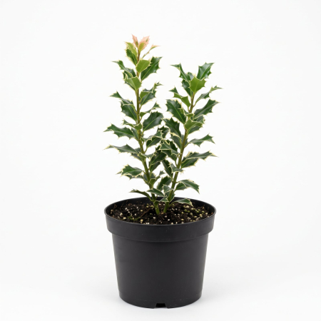 Plante Ornamentale - Ilex Argentea Marginata (Ilice variegată) 20-30 cm - la Ghiveci