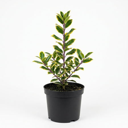 Plante Ornamentale - Ilex Golden King (Ilice variegată) 30-40 cm - la Ghiveci