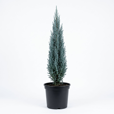Conifere - Juniperus scopulorum 'Blue Arrow' - Ienupăr de stâncă 140 - 160 cm