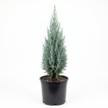 Conifere - Juniperus scopulorum 'Moonglow' - Ienupăr de stâncă 60 - 80 cm