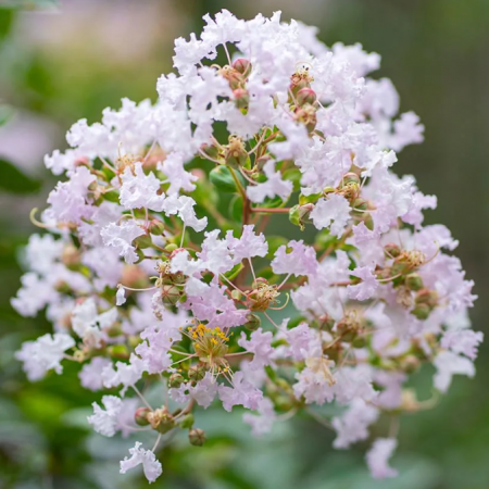 Arbusti cu Flori - Lagerstroemia Indica la Fayette