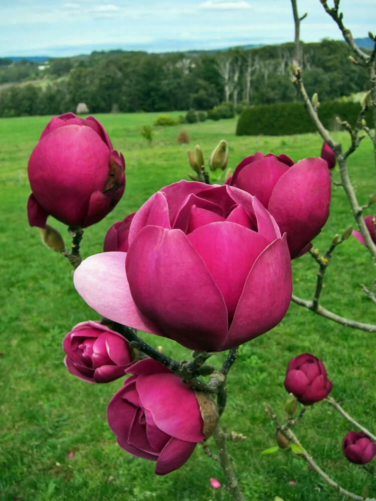 Magnolii - MAGNOLIA BLACK TULIP