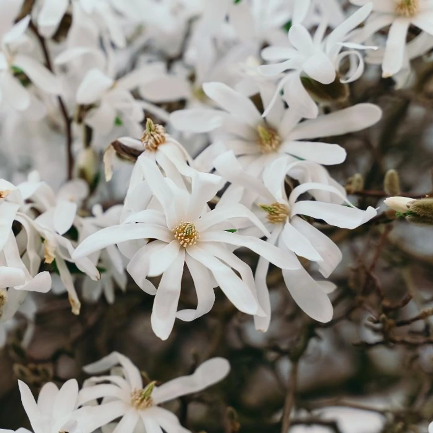Magnolia stellata- Magnolia stelată [1]