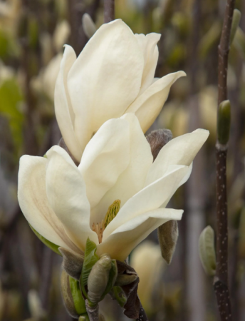 Magnolii - Magnolia X Elizabeth