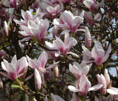 Magnolii - Magnolia X Soulangeana