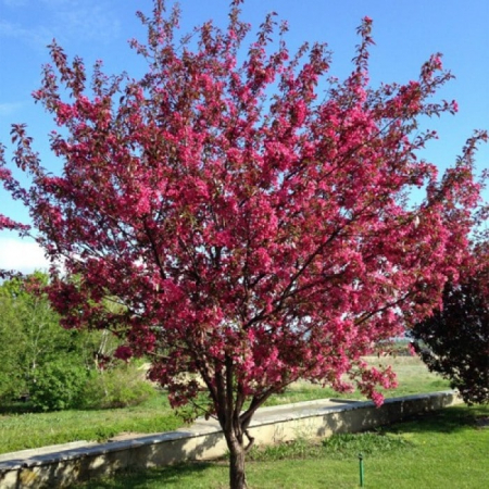 Merișor Mar Ornamental (Malus) [1]