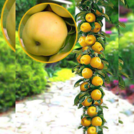 Pomi Columnari - Pachet 10 Meri Columnari Medok (Radacina Nuda)