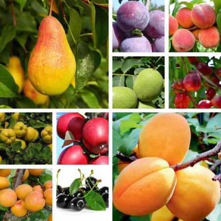 Mosmon - Pachet Mixt - 10 Pomi Fructiferi - Cires, Piersic, Cais, Nuc, Mar, Par, Zarzar, Nectarin, Gutui, Prun