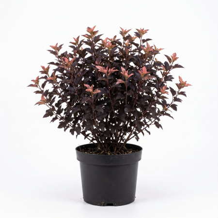 Plante Ornamentale - Physocarpus Magic Sunrise (Fisocarpus) 40-60 cm - la Ghiveci