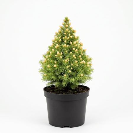 Conifere - Picea glauca 'Rainbow's End' - Molid alb pitic 20 - 30 cm