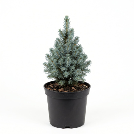 Conifere - Picea glauca 'Sander's Blue' - Molid alb pitic 20 - 25 cm