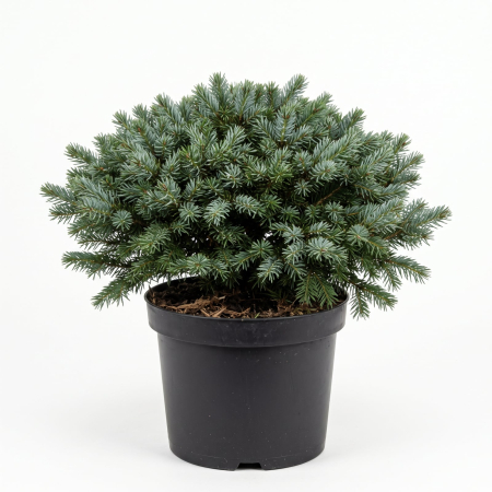 Conifere - Picea omorika 'Karel' - Molid sârbesc pitic 25 - 35 cm