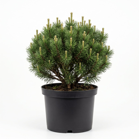 Pin - Pinus mugo 'Gnom' - Pin de munte pitic 40 - 50 cm