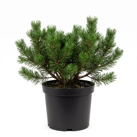 Pin - Pinus mugo var. pumilio - Pin de munte pitic (jneapăn) 30 - 40 cm
