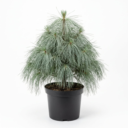 Pin - Pinus × schwerinii 'Wiethorst' - Pin Schwerin pitic 30 - 40 cm