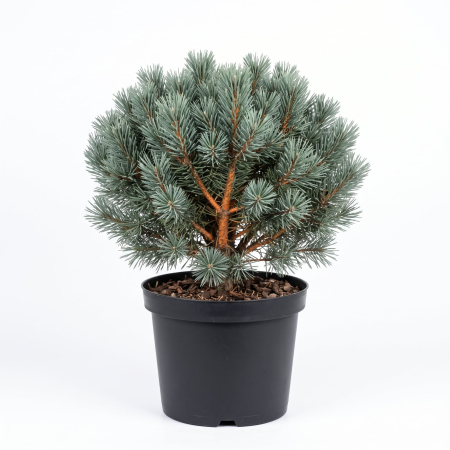 Pin - Pinus sylvestris 'Watereri' - Pin silvestru pitic 50 - 70 cm