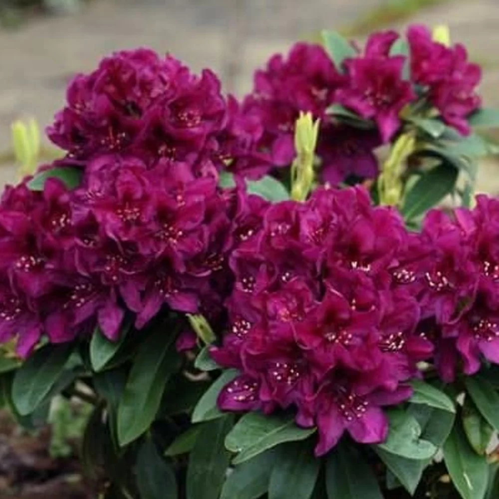 Rhododendron hybr. ‘Kali’ - Azalee de grădină cu flori roșii [2]