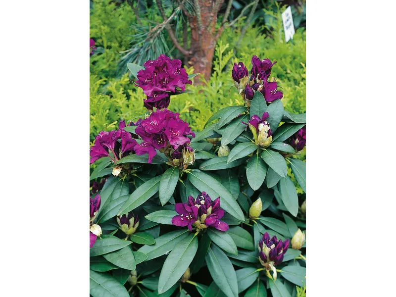 Rhododendron hybr. ‘Polarnacht’ - Rhododendron „Noapte polară” [2]