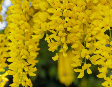 Salcam Galben Plangator  (Laburnum anagyroides) – 120-130 cm [1]