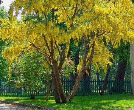 Plante Ornamentale - Salcam Galben Plangator  (Laburnum anagyroides) – 120-130 cm