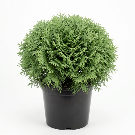 Conifere - Thuja occidentalis 'Mr. Bowling Ball' - Tuia globulară pitică 20 - 25 cm