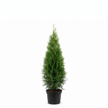 Conifere - Tuia Smaragd - Thuja occidentalis Smaragd
