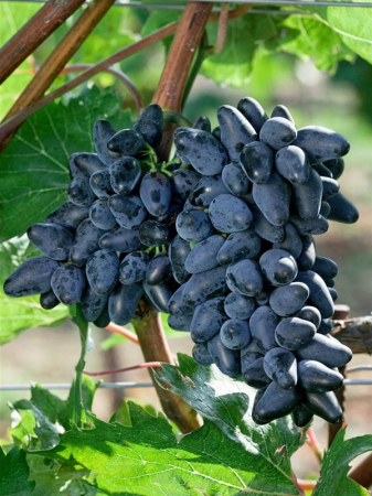 Vita de vie - Pachet - 25buc. Viță de Vie Attica (rădăcină liberă)