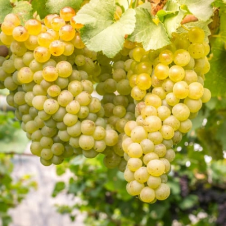 Vita de vie - Pachet - 25buc. Viță de Vie Kismis Alb (rădăcină liberă)
