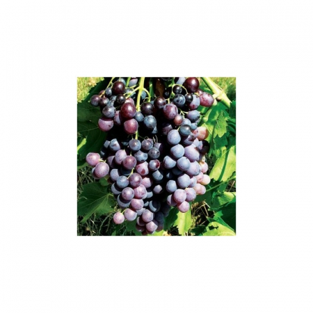 Vita de vie - Pachet - 25buc. Viță de Vie Kismis Roșu (rădăcină liberă)