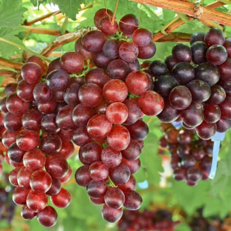 Pentru vin - Pachet - 25buc. Viță de Vie Lidia - Vitis vinifera 'Lidia' (rădăcină liberă)