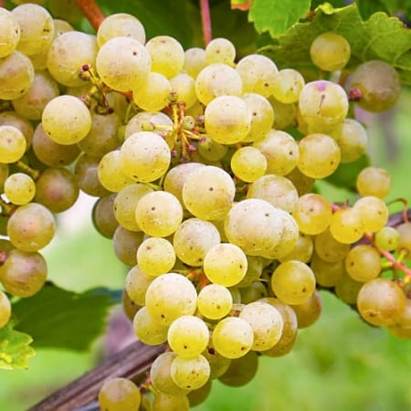 Vita de vie - Pachet - 25buc. Viță de Vie Sauvignon Blanc - Vitis vinifera 'Sauvignon Blanc' (rădăcină liberă)