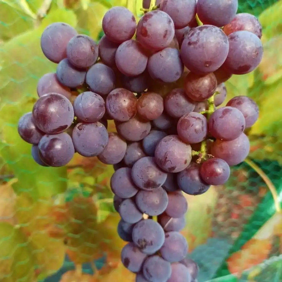 Vita de vie - Pachet - 25buc. Viță de Vie Swenson Red - Vitis vinifera 'Swenson Red' (rădăcină liberă)