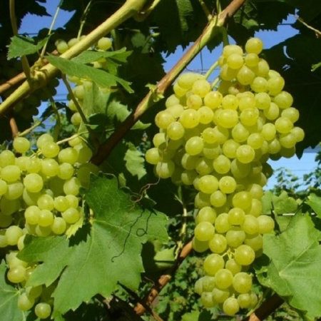 Vita de vie - Pachet - 25buc. Viță de Vie Thompson Seedless (fără sâmburi) (rădăcină liberă)