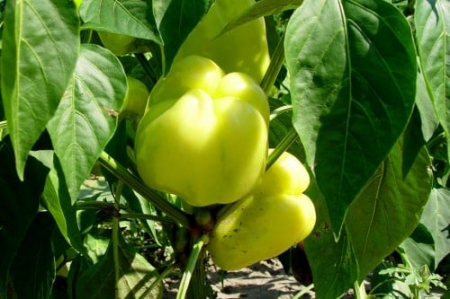 Legume - Ardei gras Ducu 0.5GR